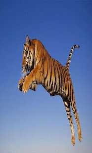 How to get Tiger Live Wallpaaer 1.0 unlimited apk for bluestacks