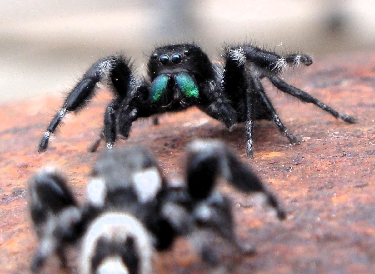 Red-Backed & Daring Jumping Spiders