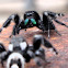 Red-Backed & Daring Jumping Spiders
