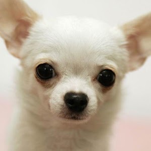 Chihuahuas Wallpapers.apk 2.0.6