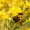 Common Eastern carpenter bee