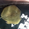 Reticulated whip ray