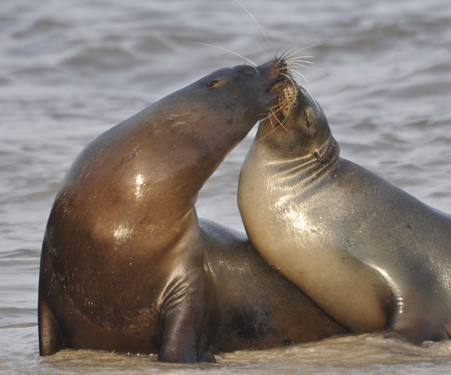 Galapagos Sea Lion