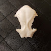 Akiaki skull