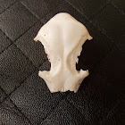Akiaki skull