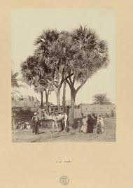 Mensen onder dompalmen, Egypte