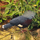 Maroon-breasted Crowned Pigeon