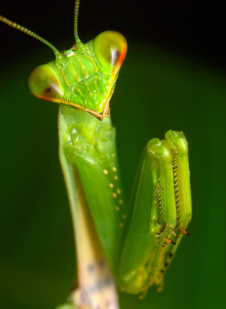 Green Praying mantis