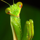 Green Praying mantis