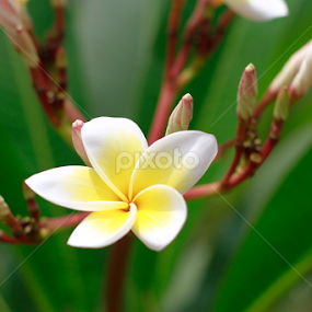 by Vorn Sovichea - Flowers Single Flower