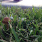 Mower's Mushroom