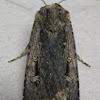 Subterranean Dart Moth