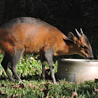 Red-Flanked Duiker