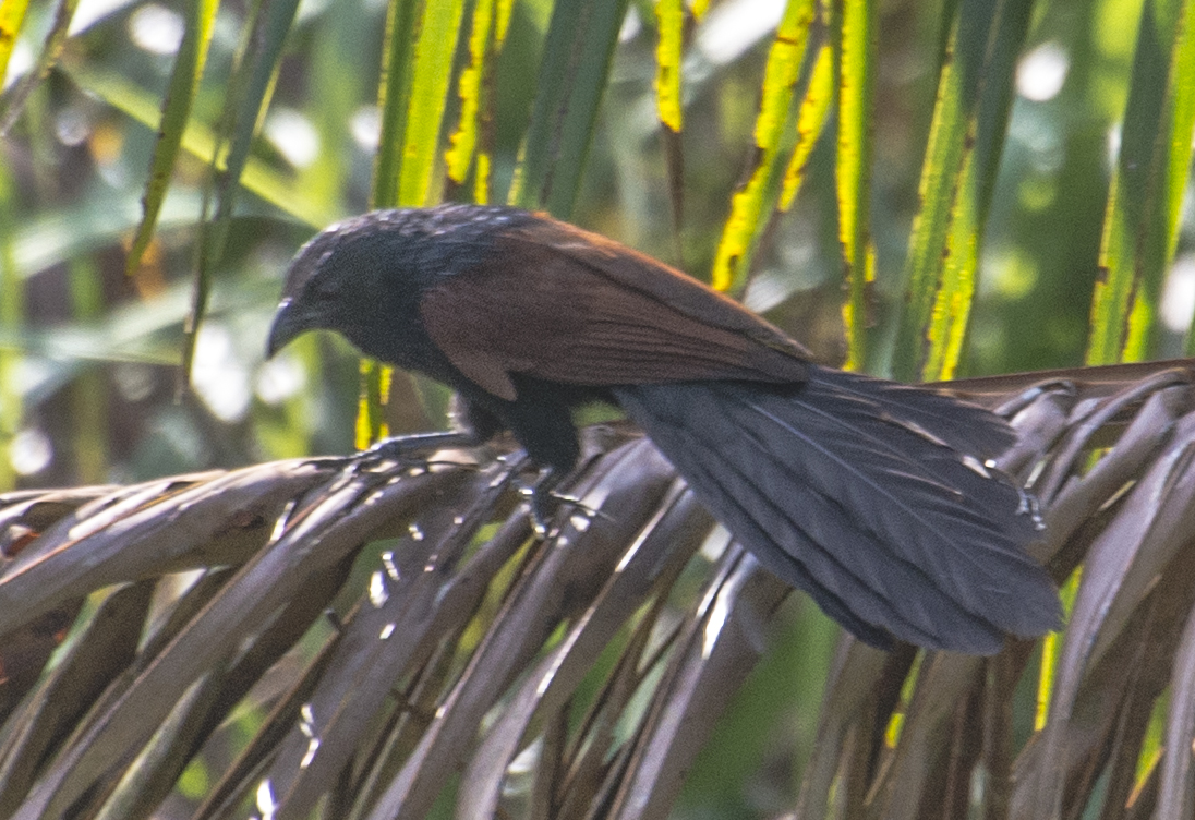 Philippine coucal