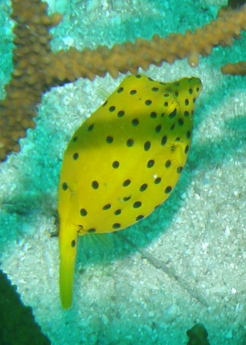 Yellow box fish