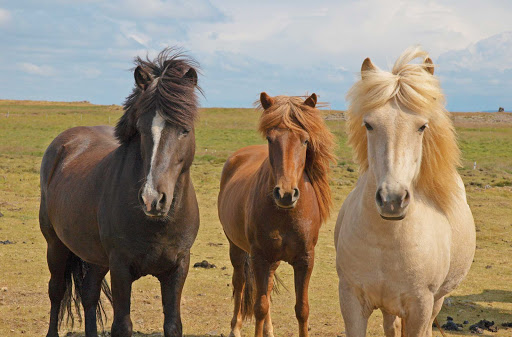 Lindblad-Expeditions-Iceland-Icelandic-Horses2 - Interact with Icelandic horses at a traditional Icelandic farm near Husavik, Iceland, on your Lindblad Expeditions adventure.