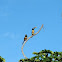 Chesnut-eared Aracari