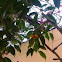 Ficus benjamina, Ficus de hoja pequeña, Matapalo, Árbol benjamín.