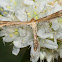 Plume moth; Polilla pluma