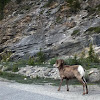Bighorn sheep/Mountain goat