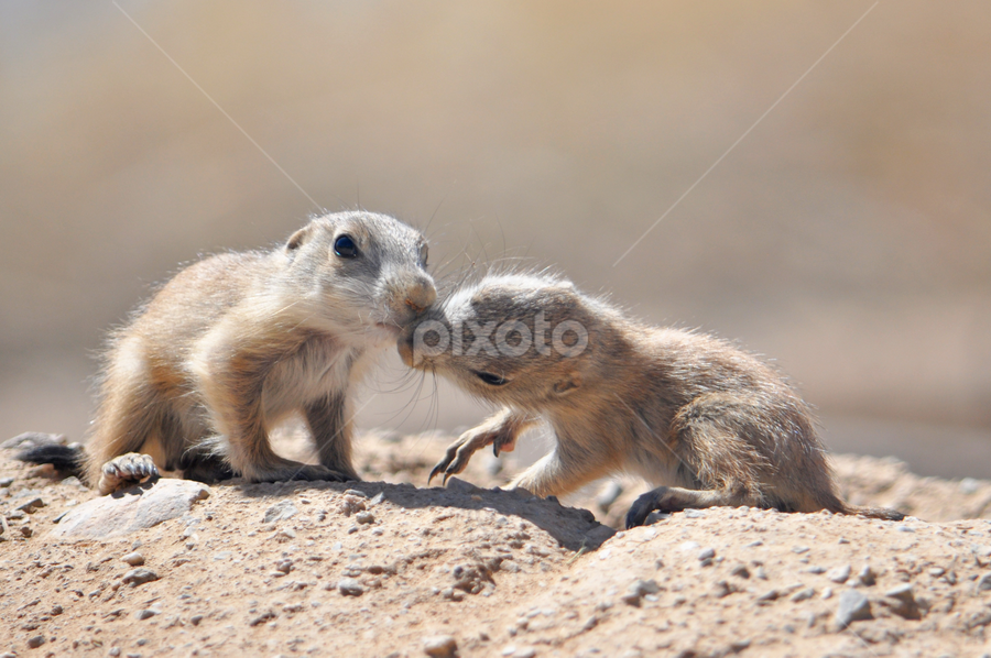 Baby Prairie Dogs Other Mammals Animals Pixoto - 
