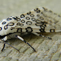 leopard moth