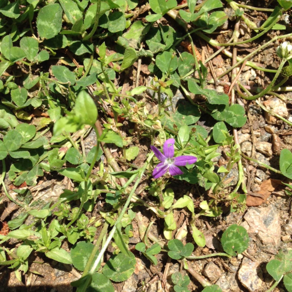 Appalachian Blue Violet