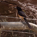 white-rumped shama.