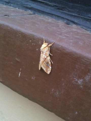 Hickory Tussock Moth
