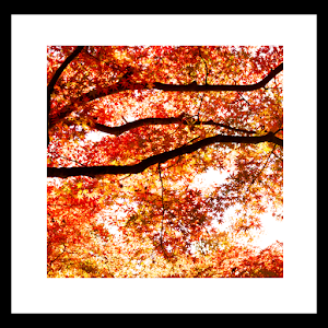 Autumn Leaves Livewallpaper.apk 5.0