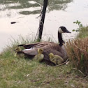 Canada Goose