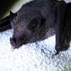 New World leaf-nosed bat