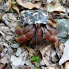 Hermit Crab (Soldier Crab in Caribbean)