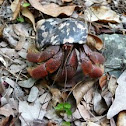 Hermit Crab (Soldier Crab in Caribbean)