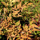 Nandina, Sacred bamboo