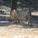 Common warthog