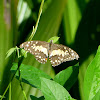 Lime Butterfly