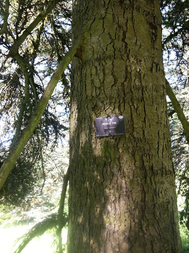Heritage Tree Noble Fir