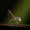 Longhorned Grasshopper Nymph