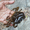 Fresh water crab