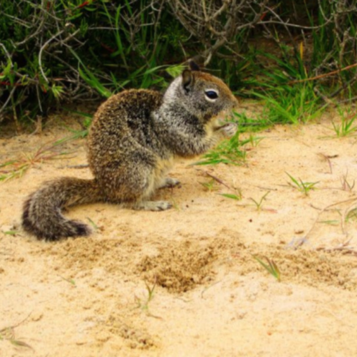 California Ground Squirrel | Project Noah