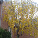 Dwarf weeping cherry tree