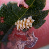 Elm Leaf Beetle Eggs