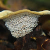 Velvet Tooth Fungus