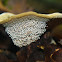 Velvet Tooth Fungus