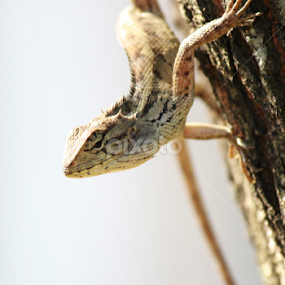 Hunting in the morning by Agus Wibowo BlackStyle - Animals Reptiles