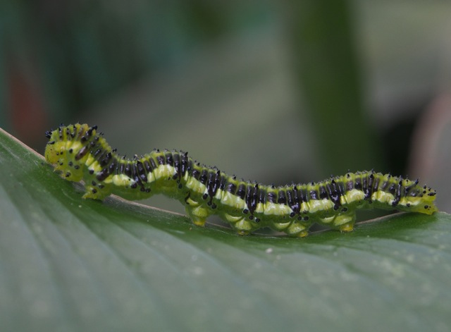 Orange-barred Sulphur Caterpillar