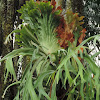 Staghorn fern