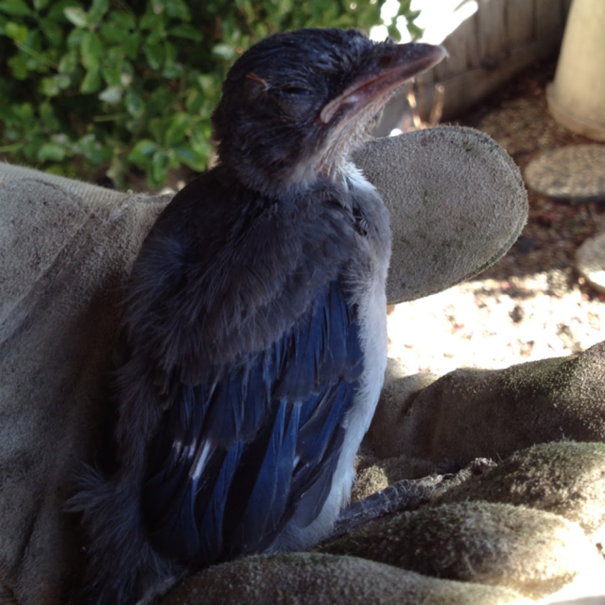 Western Scrub Jay