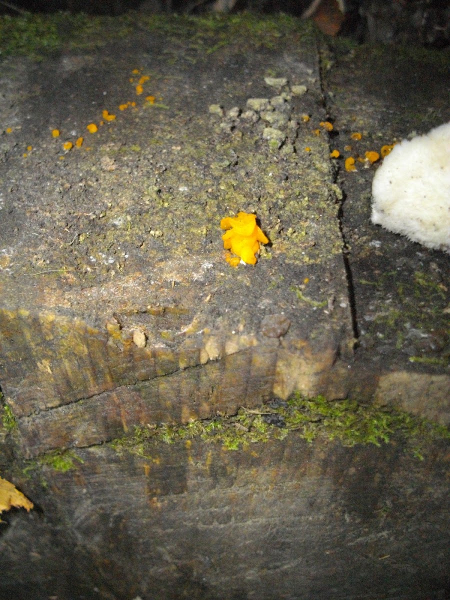 Witches butter